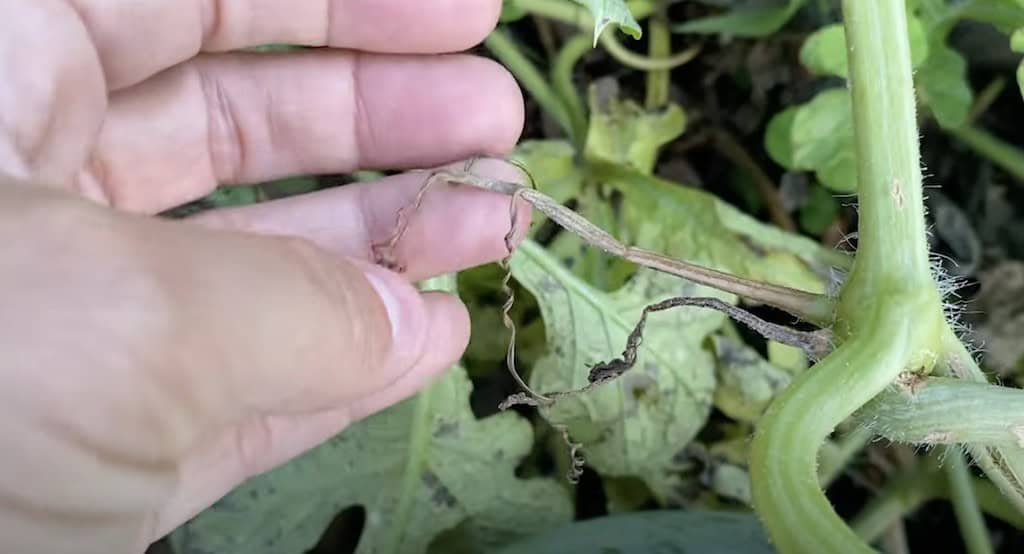 Harvesting Watermelons